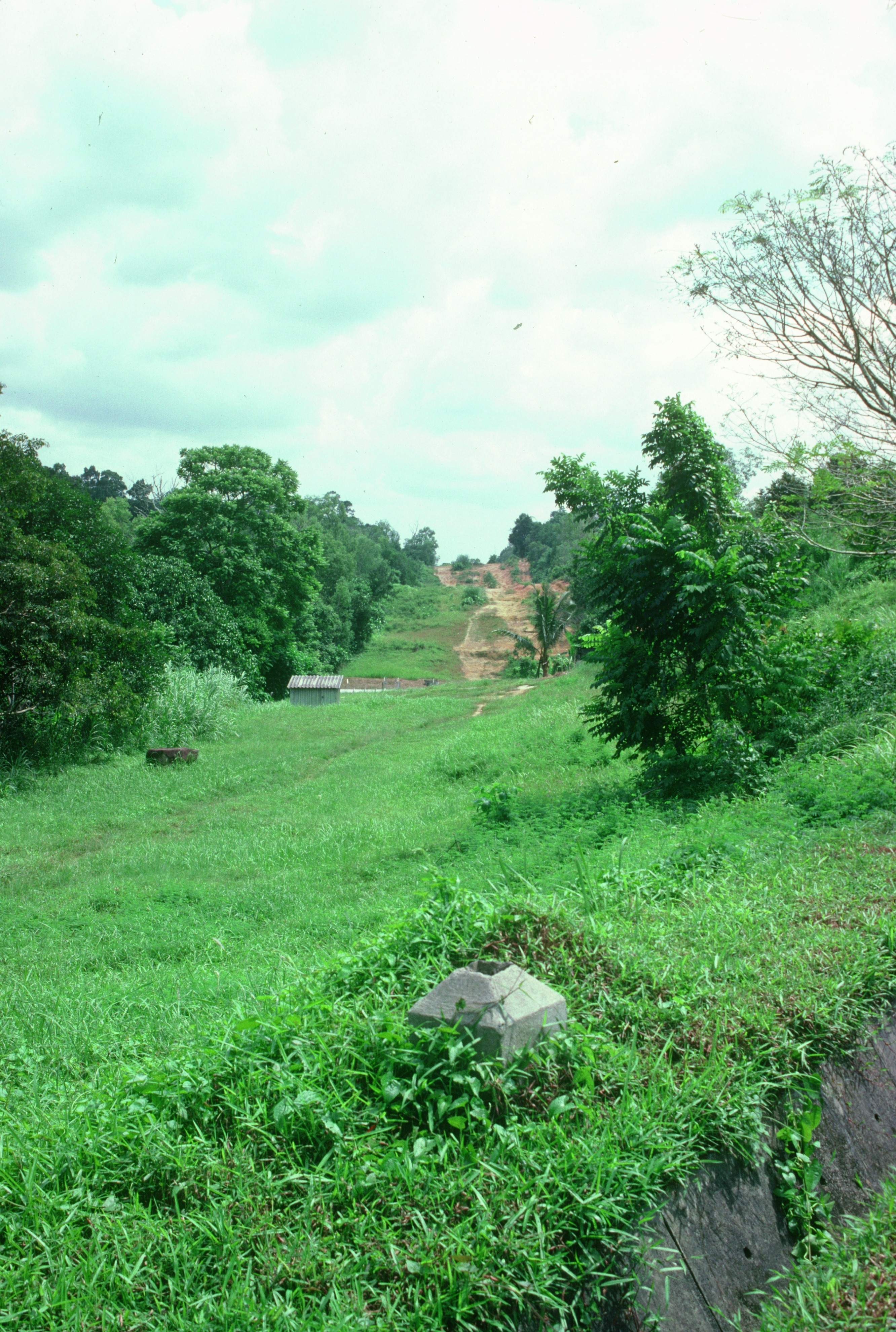 Bukit Timah Nature Reserve 1980 general view 4