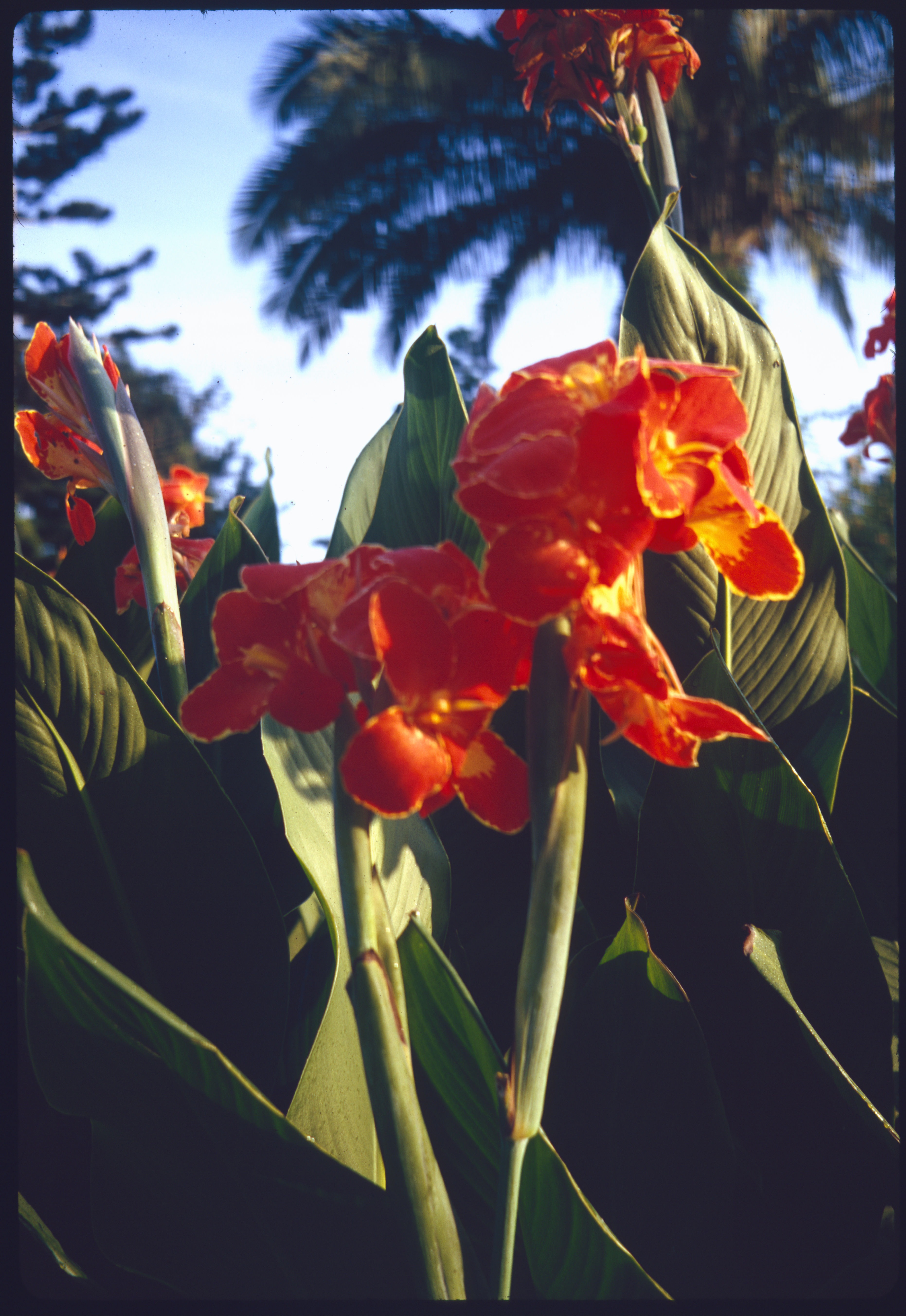 Canna plant in Singapore Botanic Gardens