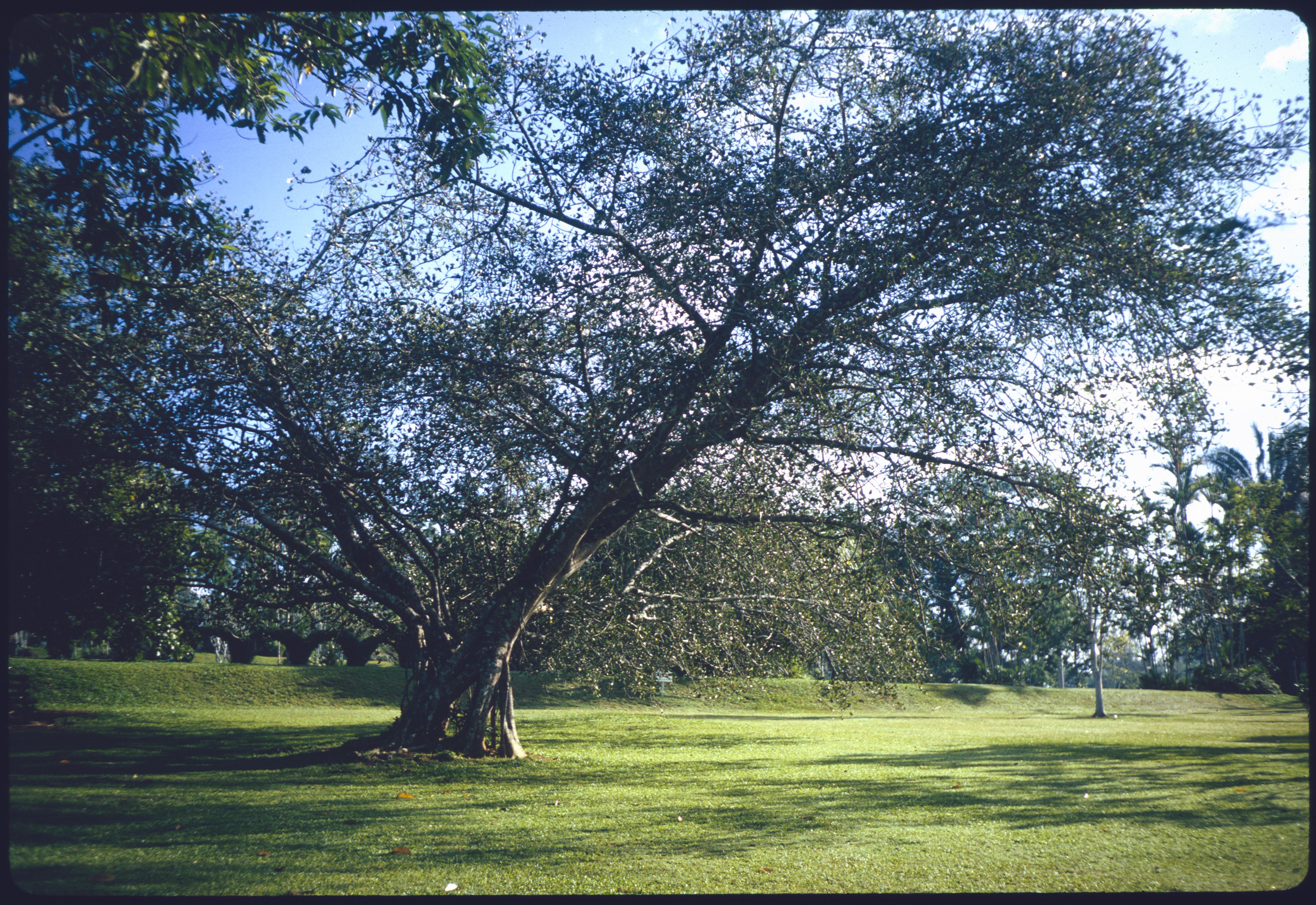 Ficus Benghalensis Krishnae tree in Singapore Botanic Gardens