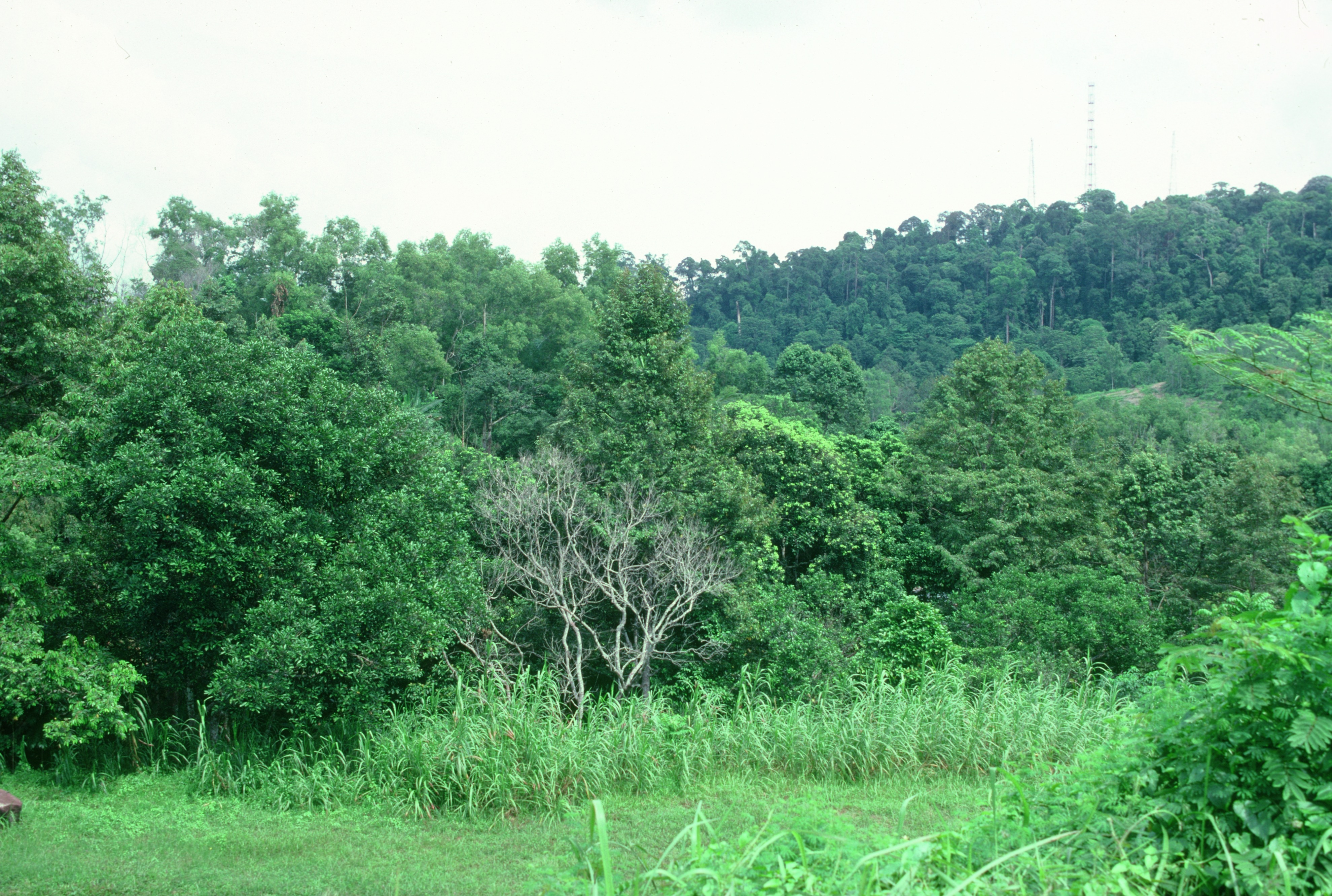 NL Interactive Narrative_Bukit Timah Nature Reserve 1980