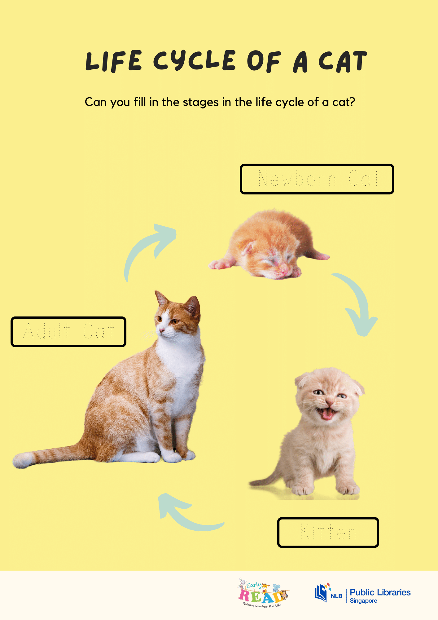 catlifecycle-activity