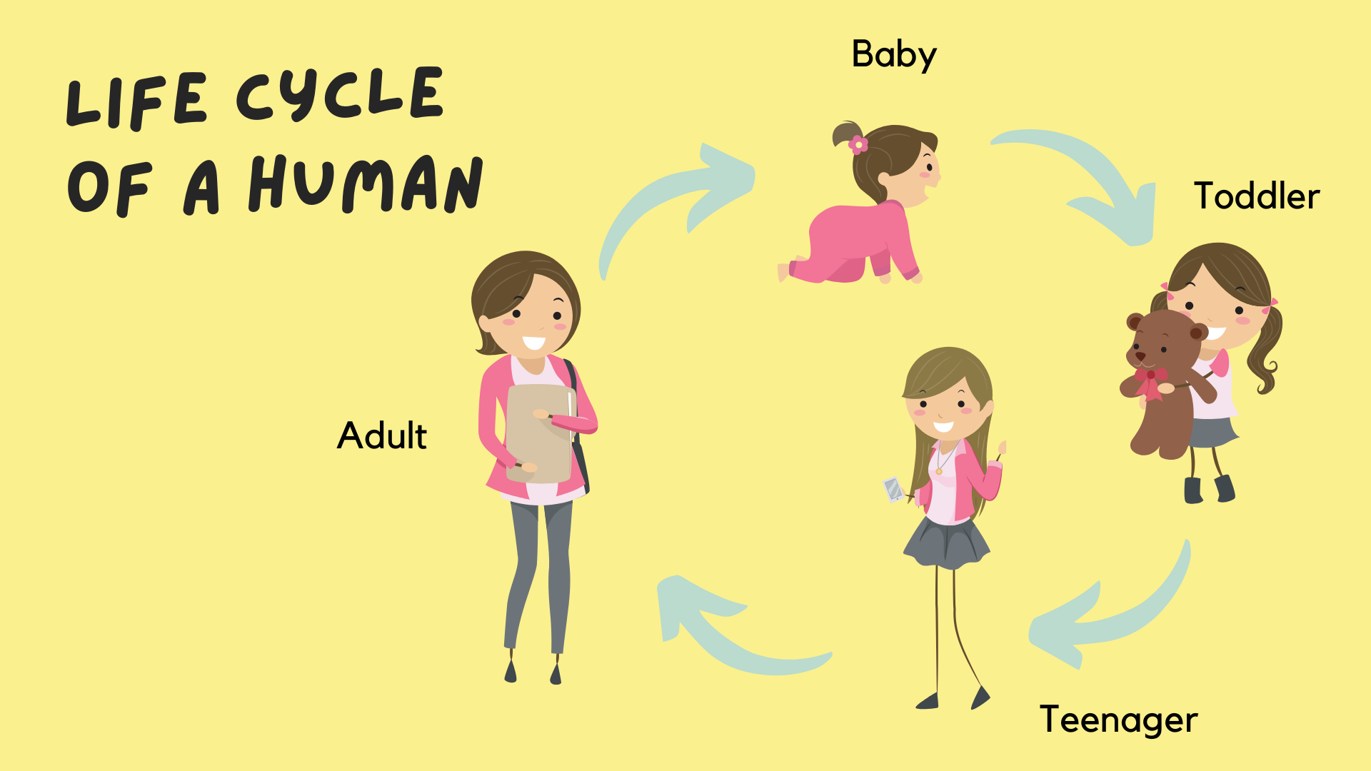 humanlifecycle