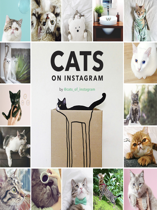 Cats on instagram image