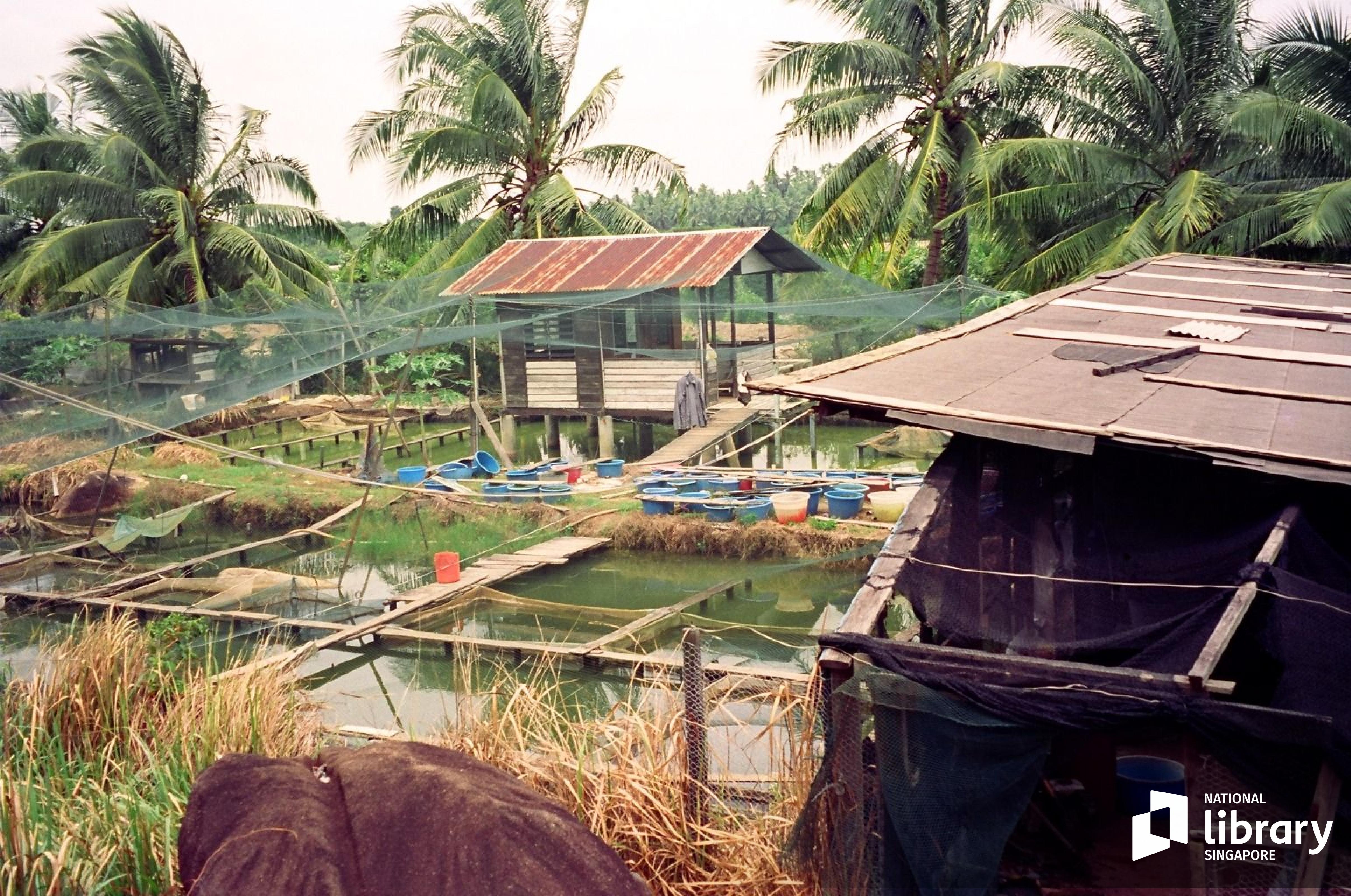prawn farm