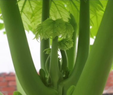 singapore biodiversity